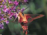 hummingbird moth
Note transparent "holes" in the wings