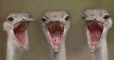 baby ostriches