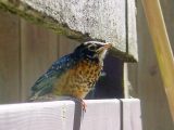 baby robin