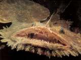 goosefish