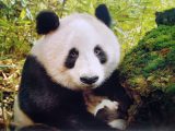 giant panda