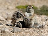 squirrel grooming