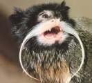 emperor tamarin