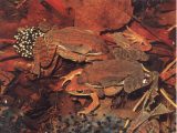 wood frogs mating