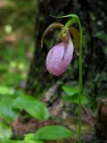 lady slipper