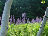 lupins, Paxton, MA